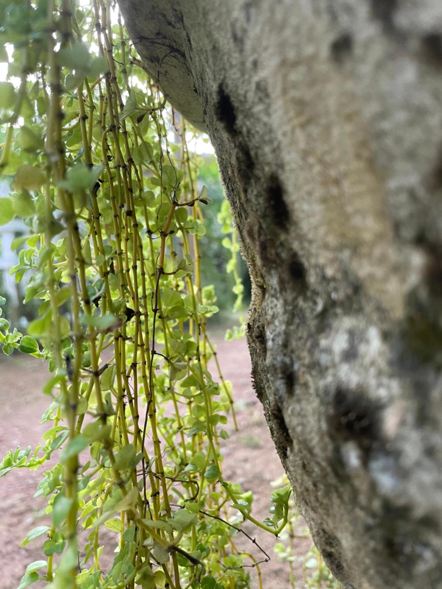Eco Garden Hiriketiya Otel Dikwella Dış mekan fotoğraf