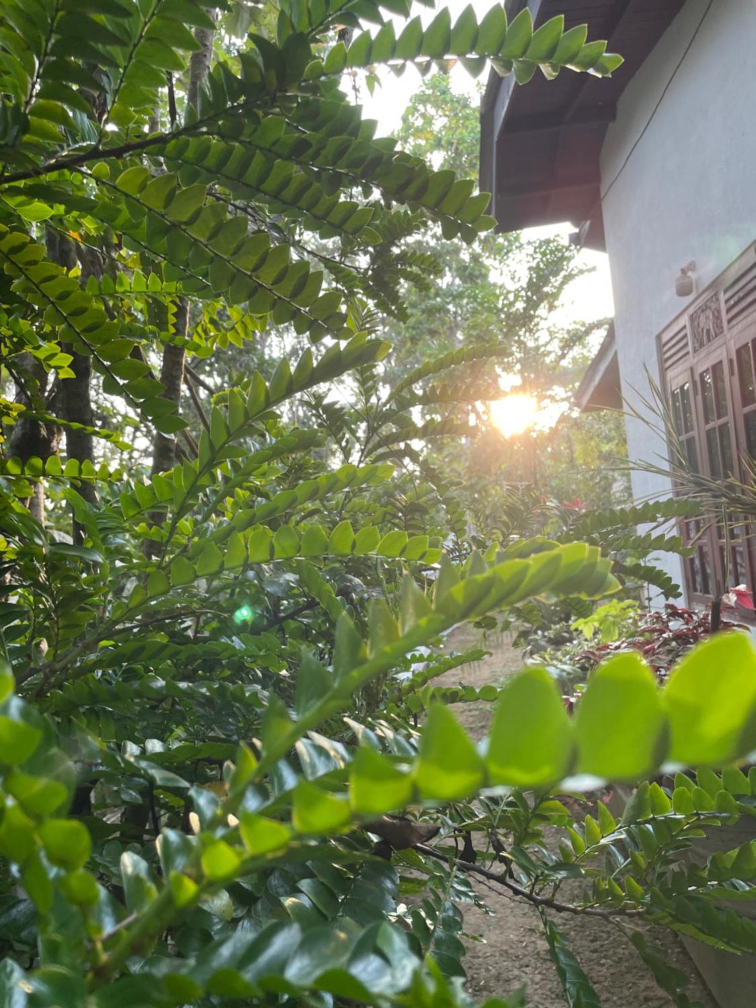 Eco Garden Hiriketiya Otel Dikwella Dış mekan fotoğraf