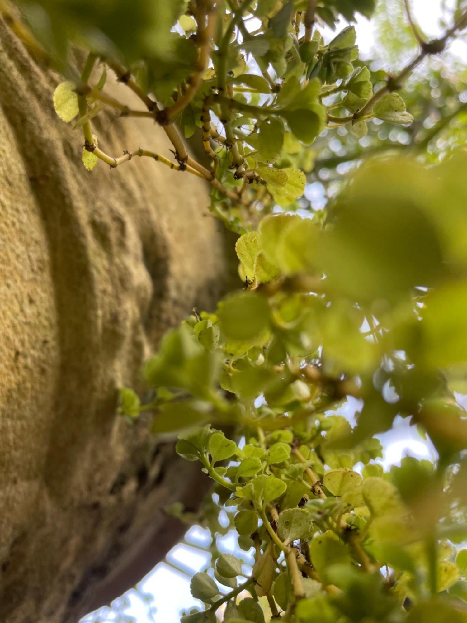 Eco Garden Hiriketiya Otel Dikwella Dış mekan fotoğraf