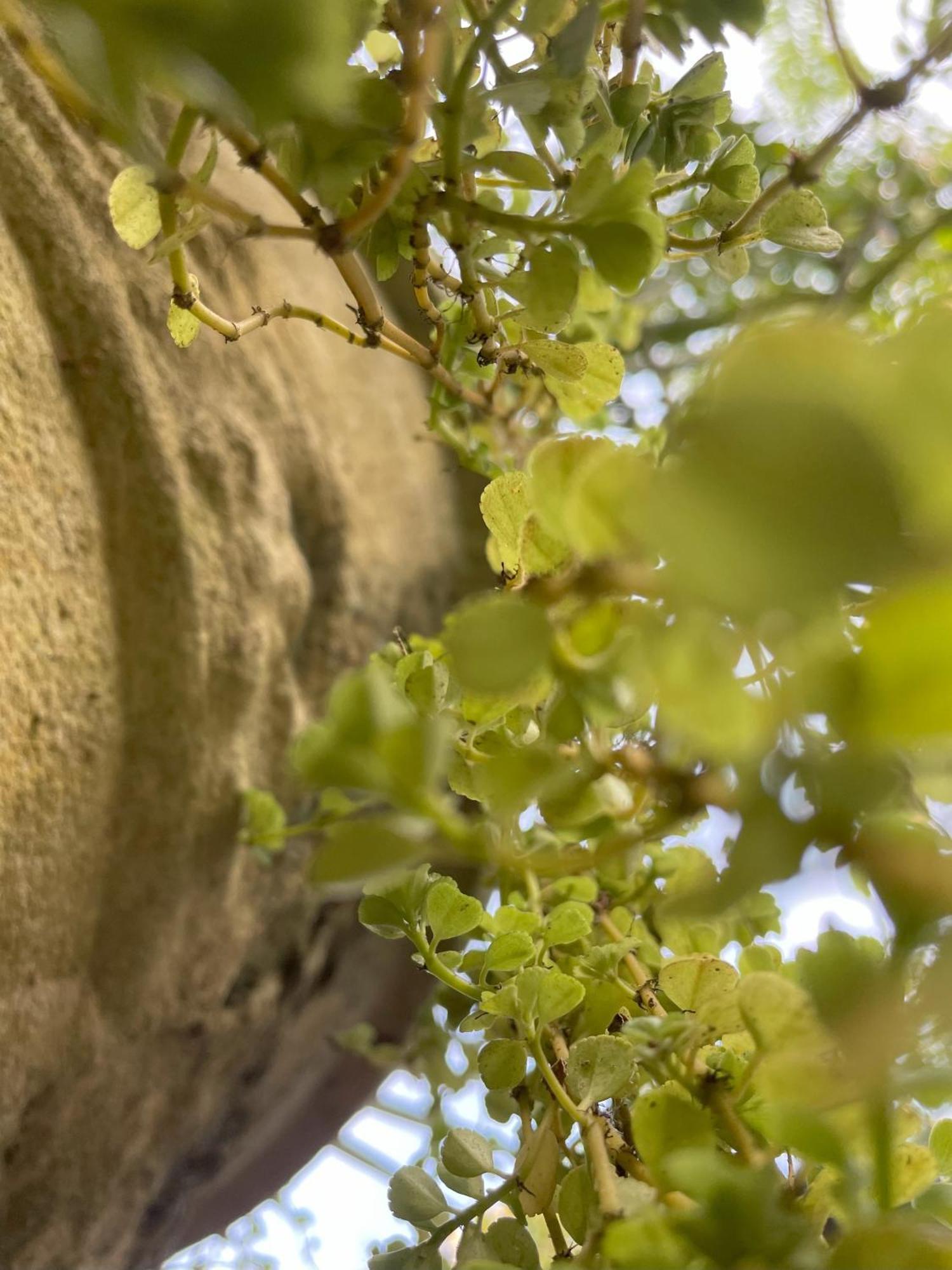 Eco Garden Hiriketiya Otel Dikwella Dış mekan fotoğraf