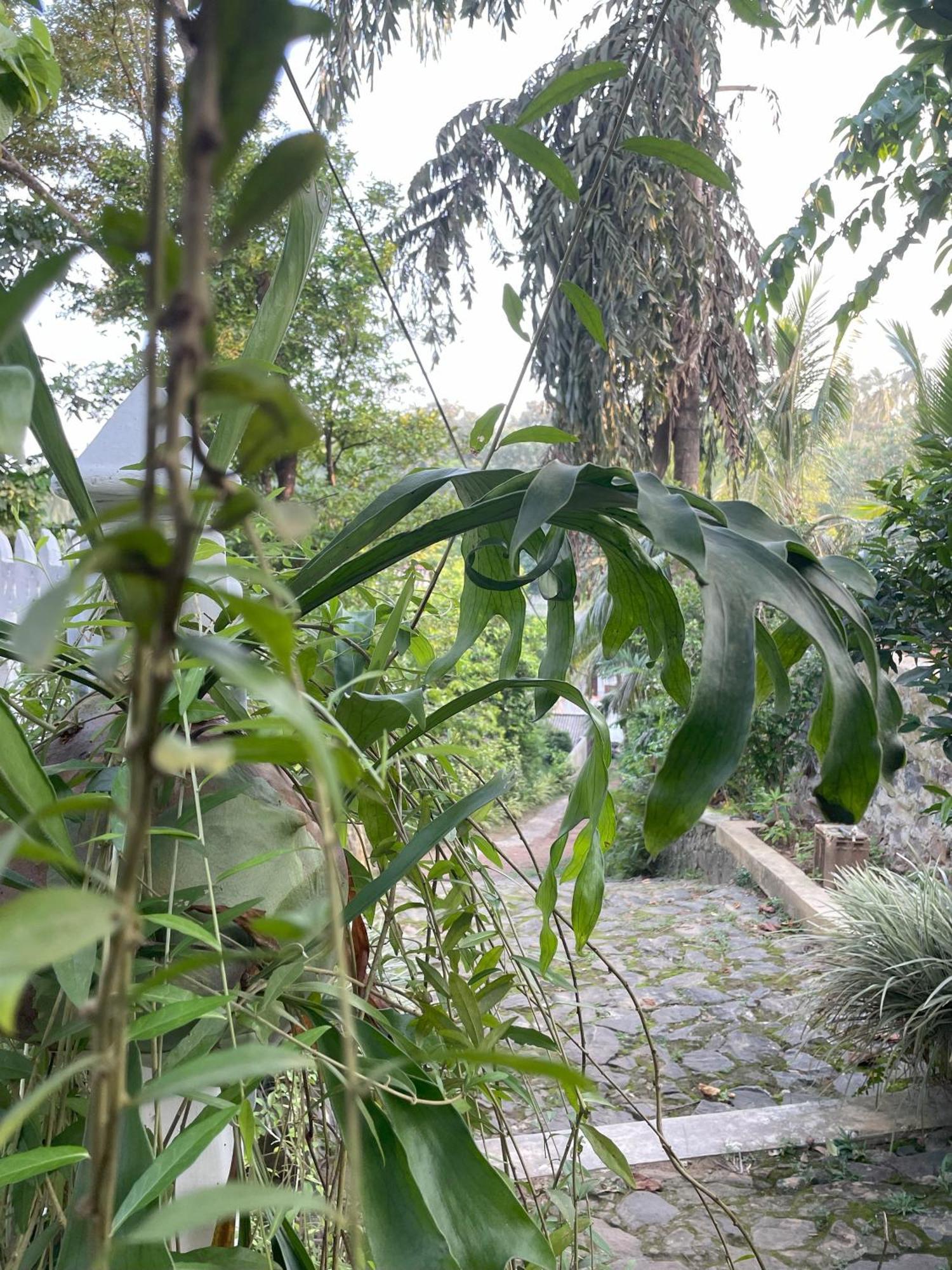 Eco Garden Hiriketiya Otel Dikwella Dış mekan fotoğraf